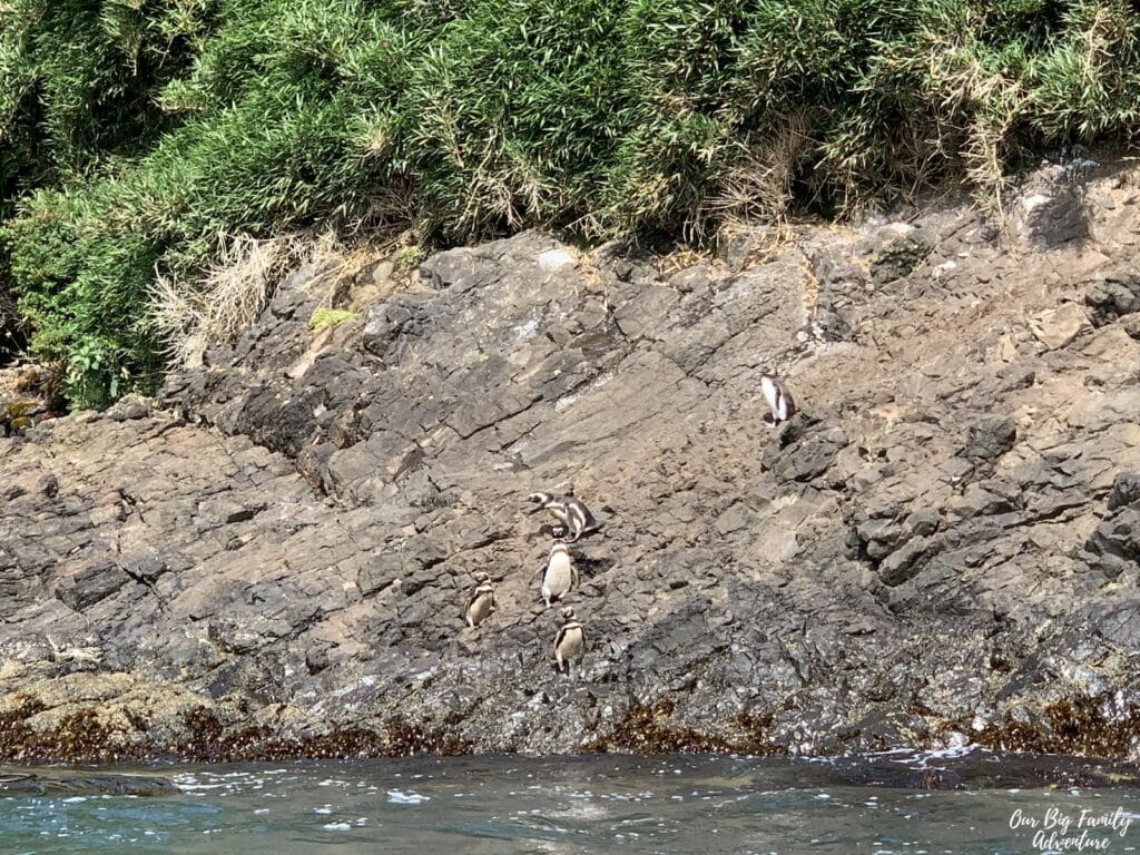 Penguins of Punihuil Chiloe